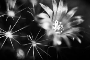 © Henrik Wessmann