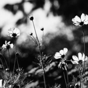 © Henrik Wessmann