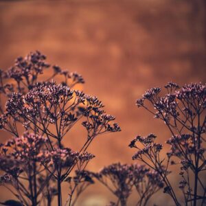 © Henrik Wessmann