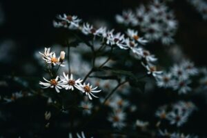 © Henrik Wessmann