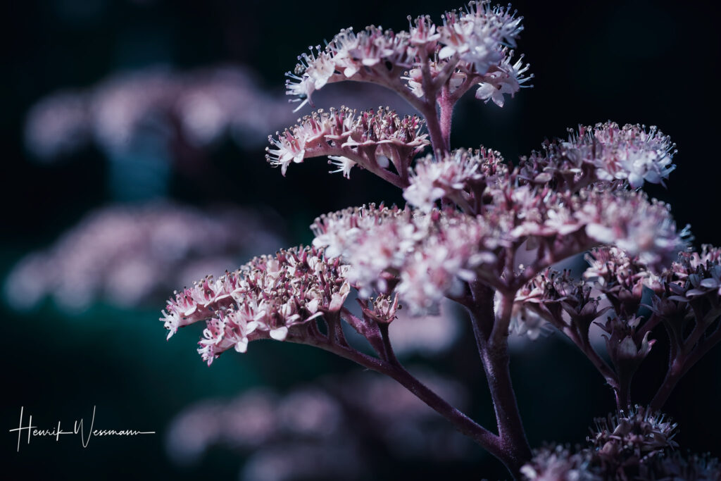 "Flower World I"