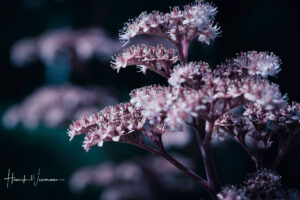 "Flower World I"