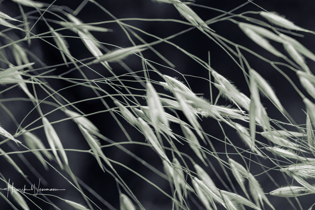 "Flower World 11"
