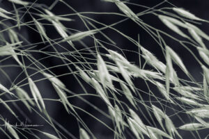 "Flower World 11"