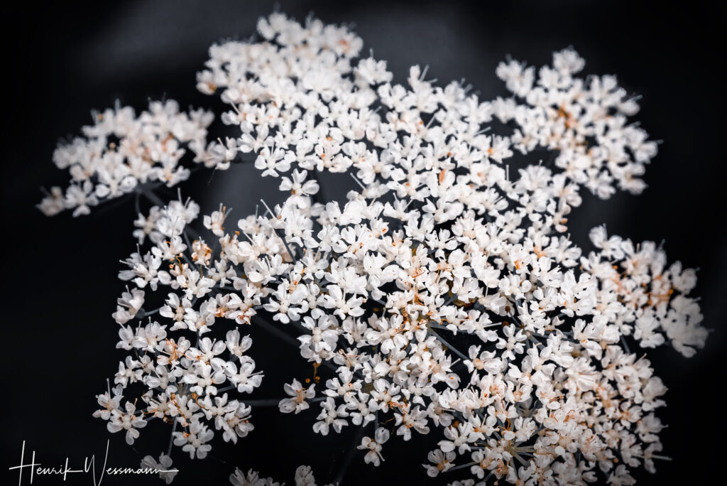 "Flower World 16"