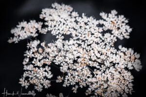 "Flower World 16"