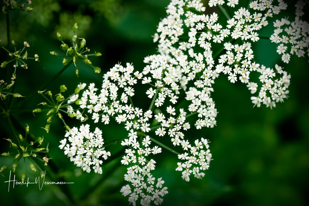 "Flower World 3"