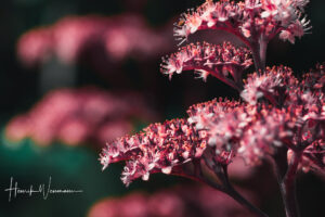 "Flower World 41"