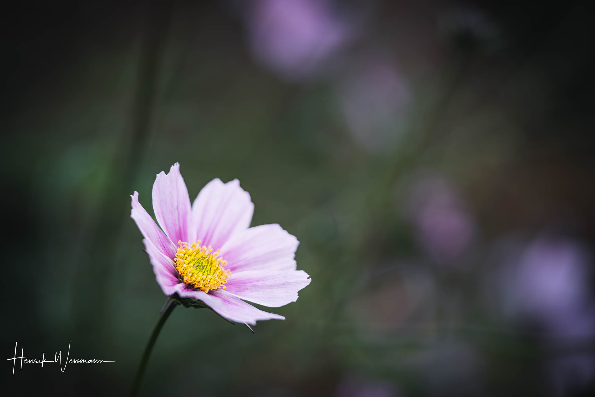 "Flower World 80"