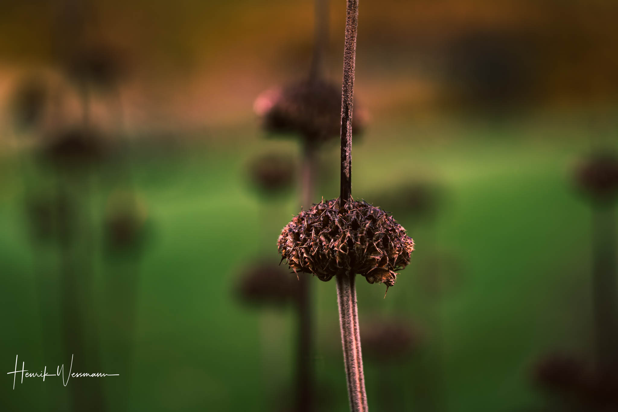 "Flower World 88"