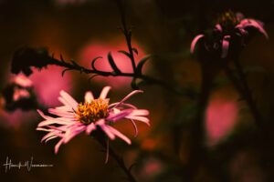 "Flower World 82"