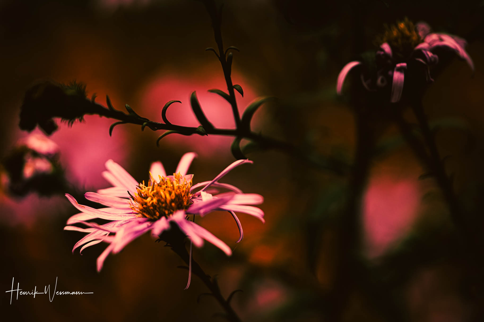 "Flower World 82"