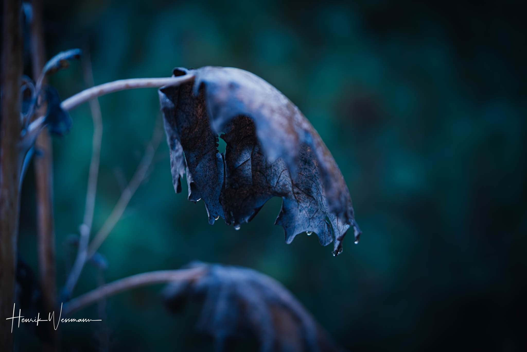 "Flower World 81"