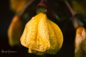 "Flower World 78"