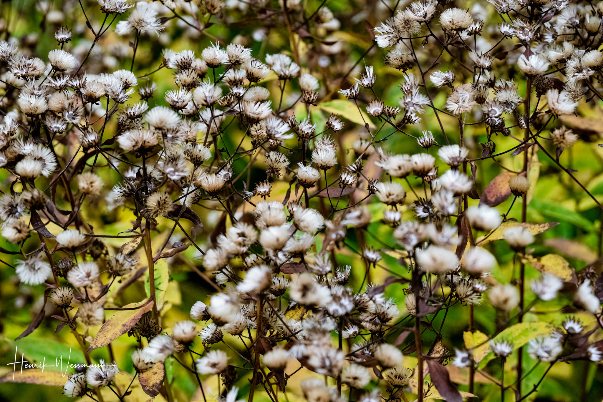 "Flower World 77"