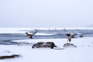 "Incoming Ducks" © Henrik Wessmann