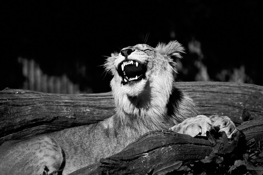 "Lion King" © Henrik Wessmann