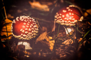 "Mushroom twin" Henrik Wessmann