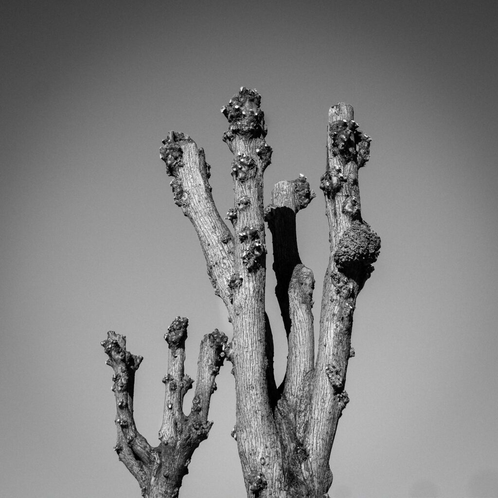 Naked Trees