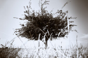 "Tree from low" © Henrik Wessmann